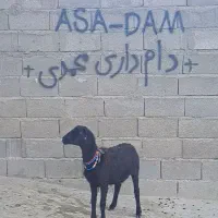 بره ماده  قره قزل بیگوش  و چال