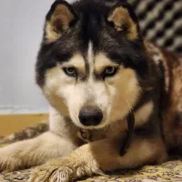 سگ هاسکی اصیل