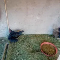 مرغ و خروس ایام سمانی  ویاندو ماشینی تخم گذار