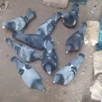 مسافتی عراق ،هلند ،بلژیک