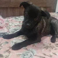 سگ بامزه|سگ|مشهد, مشکینی (شهرک غرب)|دیوار