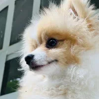 سگ پامرنین خرسی یکساله