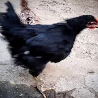 جوجه مرغ و خروس