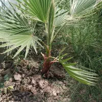 پالم یوکا سیکاس موز