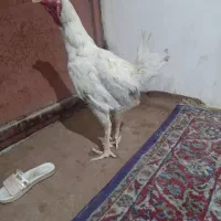 خروس|حیوانات مزرعه|هامون, |دیوار
