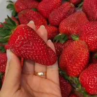 بازاریاب تره بار و سبزی