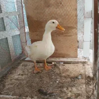 اردک ۵ماه معاوضه با مرغ عشق