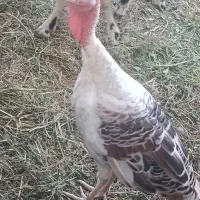 بوقلمون ماده