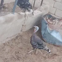 بوقلمون ماده سایز بزرگ جوان جوان