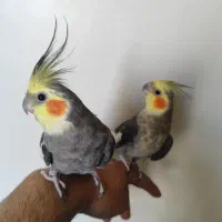 عروس هلندی
