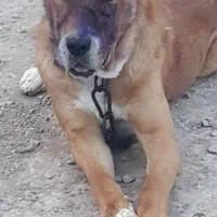 سگ نگهبان