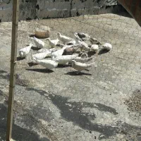 کبوتر فروشی