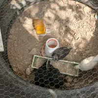 جوجه مرغ گلین