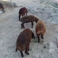 بره نر. پرواری 4تا