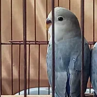 فروش بریزیلی رام رام چلوندنی