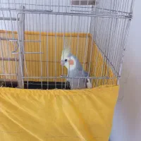 عروس هلندی نر