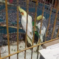عروس هلندی جفت مولد با یه جوجه بالغ
