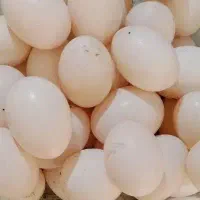 تخم کبوتر خوراکی