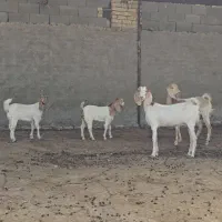 ی جفت بز و بزغاله