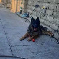 ژرمن نگهبان سفت