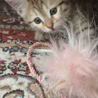 گربه شیطون خانگی