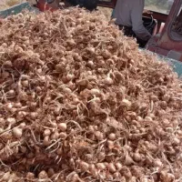 خرید و فروش پیاز زعفران کشاورز هستم
