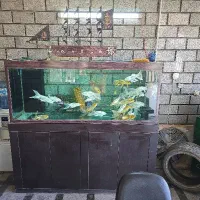 اکواریم ای شور شیرین بزرگ