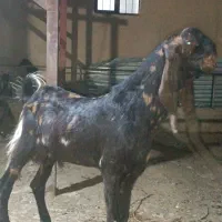 کهره پازن
