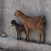 بز کهره دار جوان