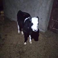 یک راس گوساله نر سیمنتال ۱۲۵ کیلو