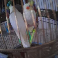 عروس هلندی نر و ماده