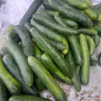 خیار|خوردنی و آشامیدنی|آبکوه, |دیوار