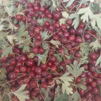 فروش زالزالک