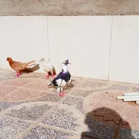 ۳تا کبوتر ۲تا موقلف یدونه گهنه