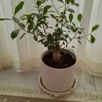 گل طبیعی بنسای