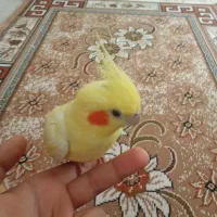 عروس هلندی
