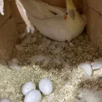 یک جفت عروس مولد