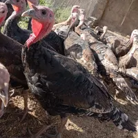 جوجه بوقلمون