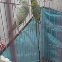 مرغ عشق