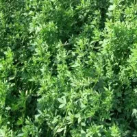 پرس یونجه درجه ۱ فقط ۳۰ تومن