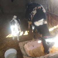 گاو وگوساله