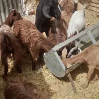 کره (بزغاله)نروماده دورگ وندوشنی مناسب قربانی