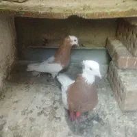 کبوتر