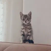 بچه گربه نر سه ماهه