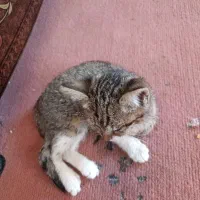 سلام واگذاری بچه گربه