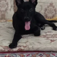 سگ ژرمن