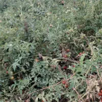 گوجه ریزمحلی