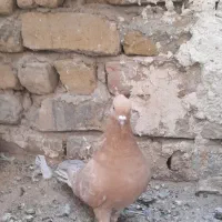 یک‌عدد‌ماده‌زرد‌کاکلی