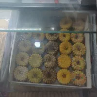 نیازمند  کارگر وردست خشکار با سابقه کاری