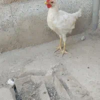 خروس